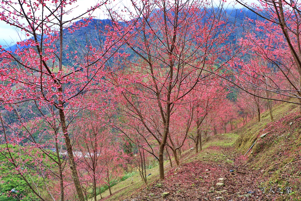 2甲地山櫻花,新中橫116K,望高茶園景觀餐廳,草坪頭櫻花,賞雲海