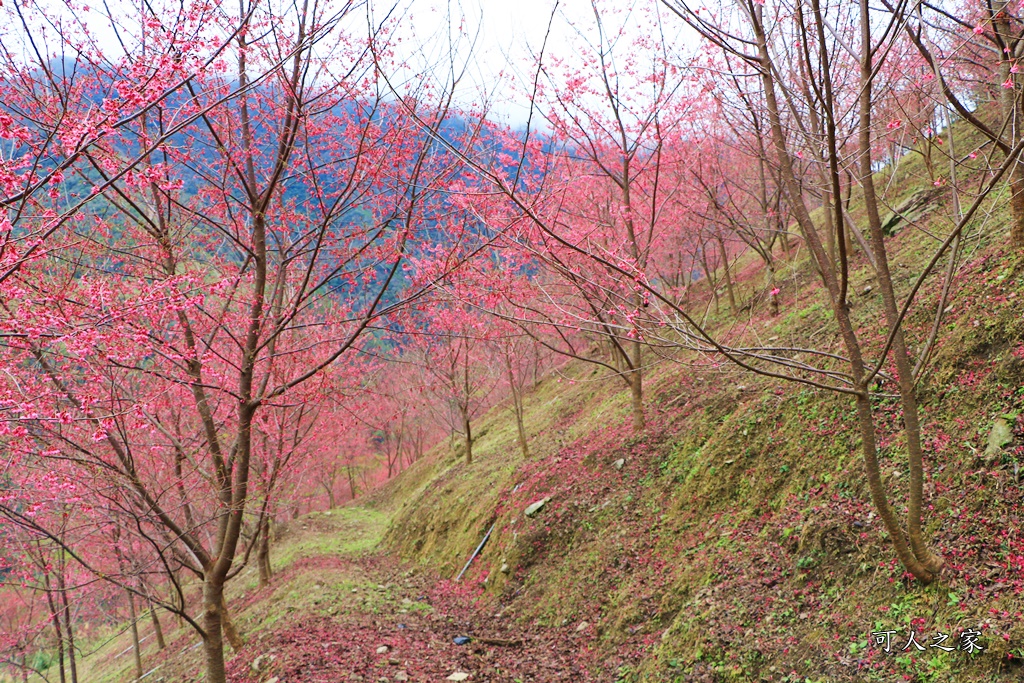 2甲地山櫻花,新中橫116K,望高茶園景觀餐廳,草坪頭櫻花,賞雲海