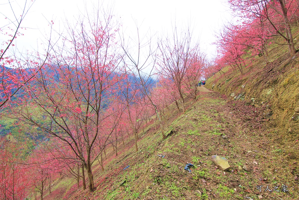 2甲地山櫻花,新中橫116K,望高茶園景觀餐廳,草坪頭櫻花,賞雲海