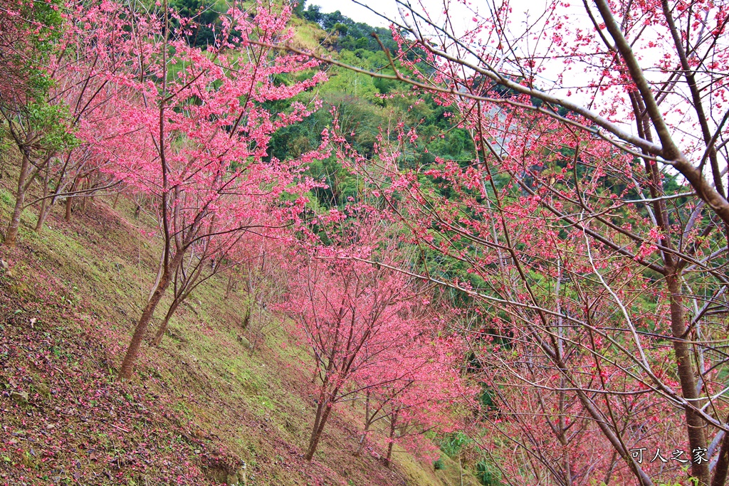 2甲地山櫻花,新中橫116K,望高茶園景觀餐廳,草坪頭櫻花,賞雲海