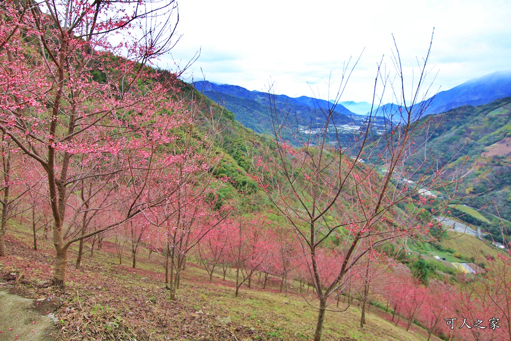 2甲地山櫻花,新中橫116K,望高茶園景觀餐廳,草坪頭櫻花,賞雲海