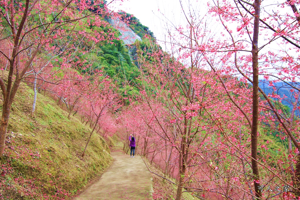 2甲地山櫻花,新中橫116K,望高茶園景觀餐廳,草坪頭櫻花,賞雲海