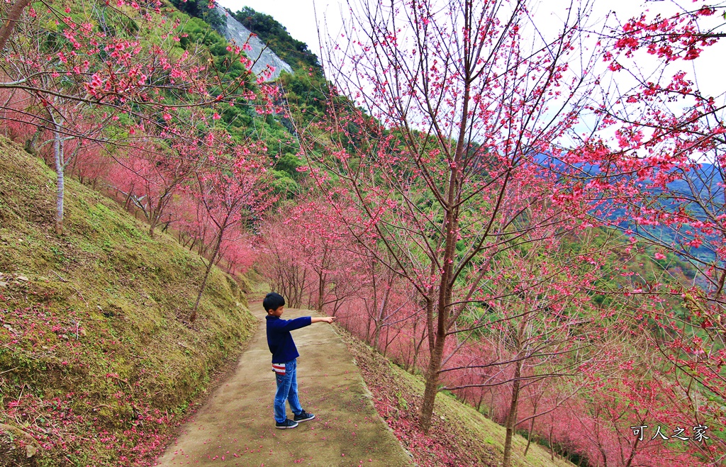 2甲地山櫻花,新中橫116K,望高茶園景觀餐廳,草坪頭櫻花,賞雲海 @可人之家