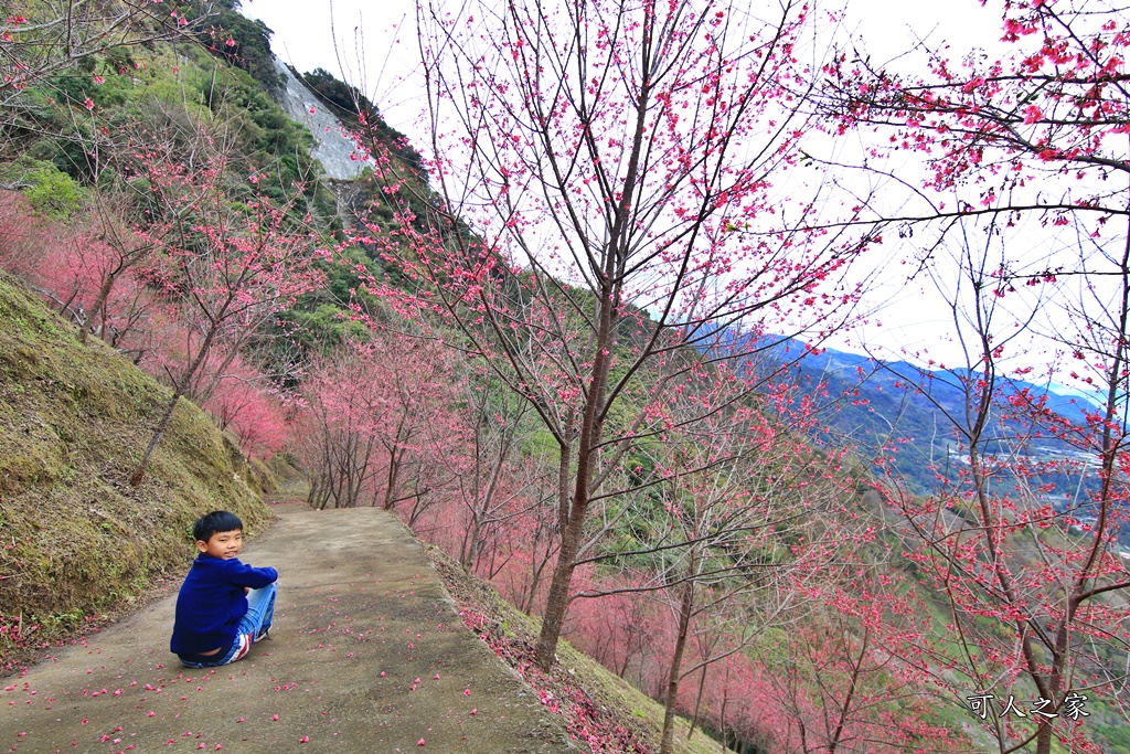 2甲地山櫻花,新中橫116K,望高茶園景觀餐廳,草坪頭櫻花,賞雲海