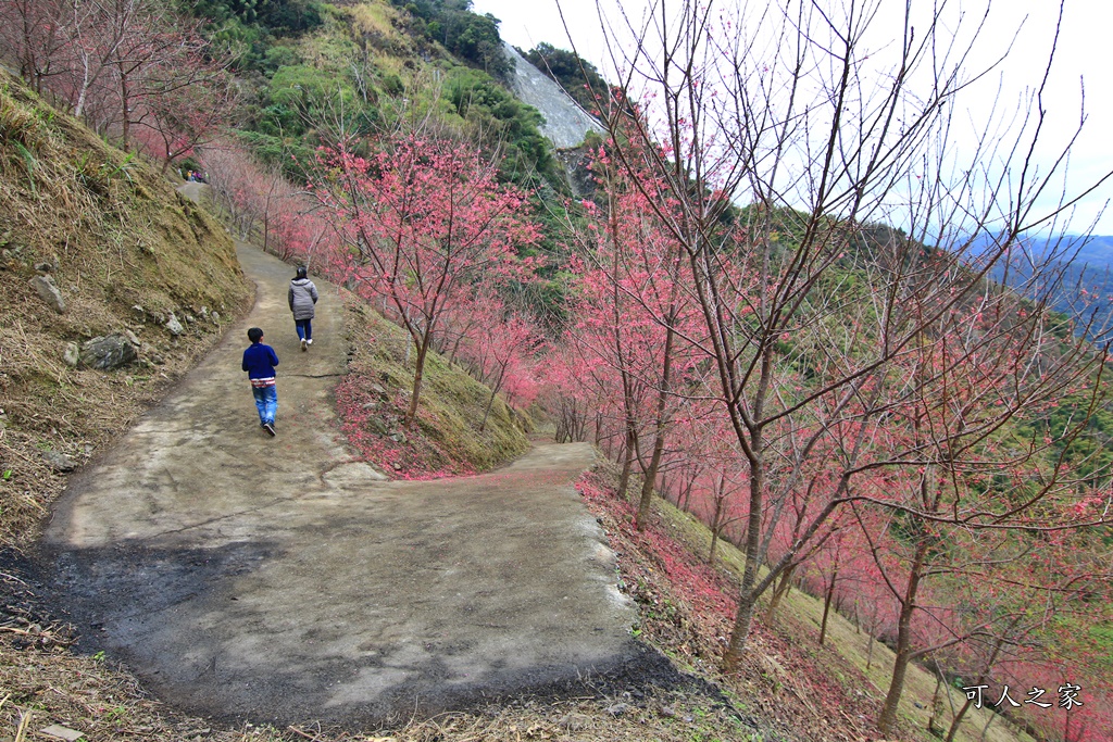 2甲地山櫻花,新中橫116K,望高茶園景觀餐廳,草坪頭櫻花,賞雲海