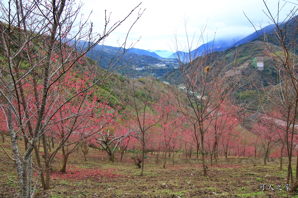 2甲地山櫻花,新中橫116K,望高茶園景觀餐廳,草坪頭櫻花,賞雲海