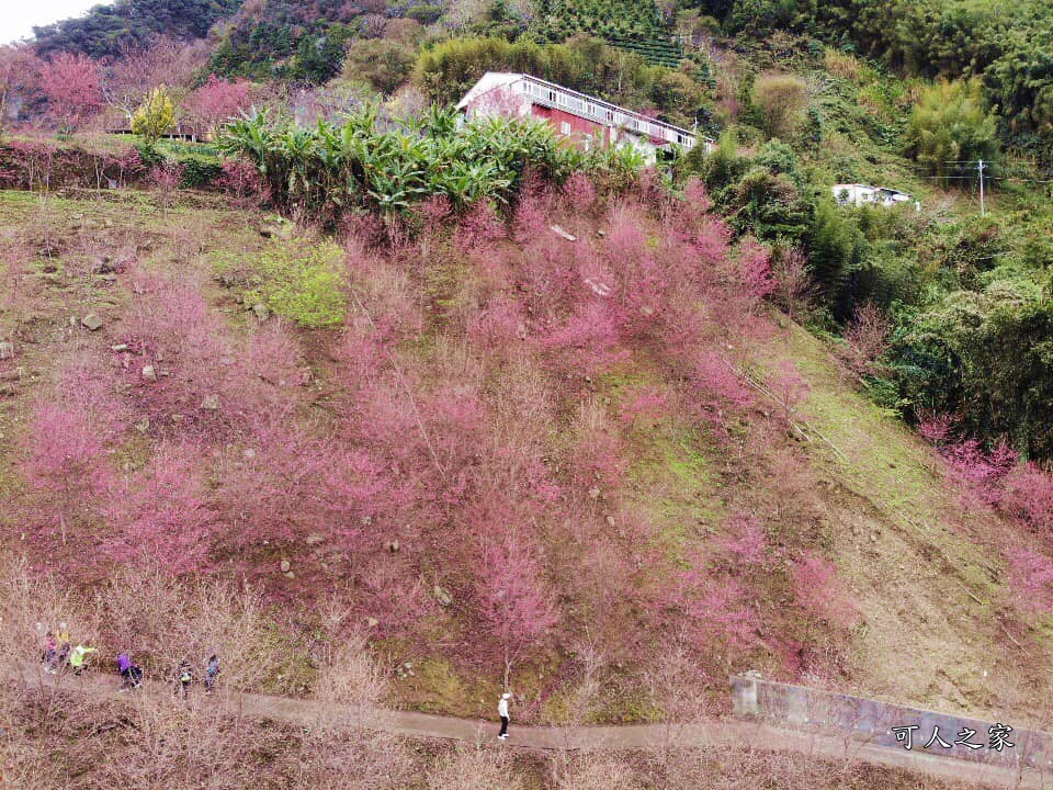 2甲地山櫻花,新中橫116K,望高茶園景觀餐廳,草坪頭櫻花,賞雲海