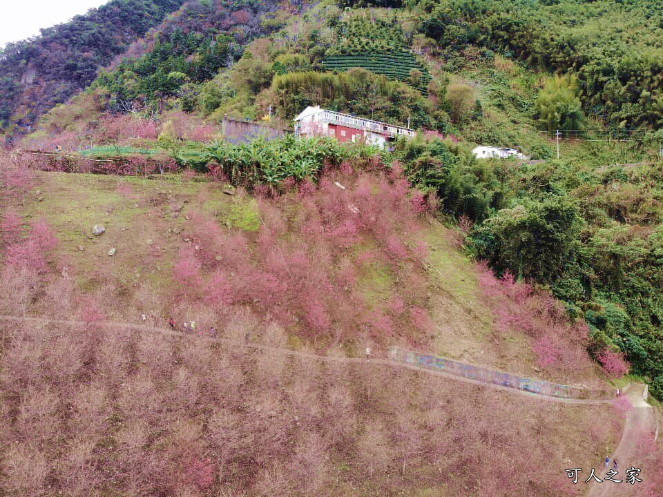 2甲地山櫻花,新中橫116K,望高茶園景觀餐廳,草坪頭櫻花,賞雲海