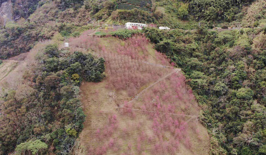 2甲地山櫻花,新中橫116K,望高茶園景觀餐廳,草坪頭櫻花,賞雲海