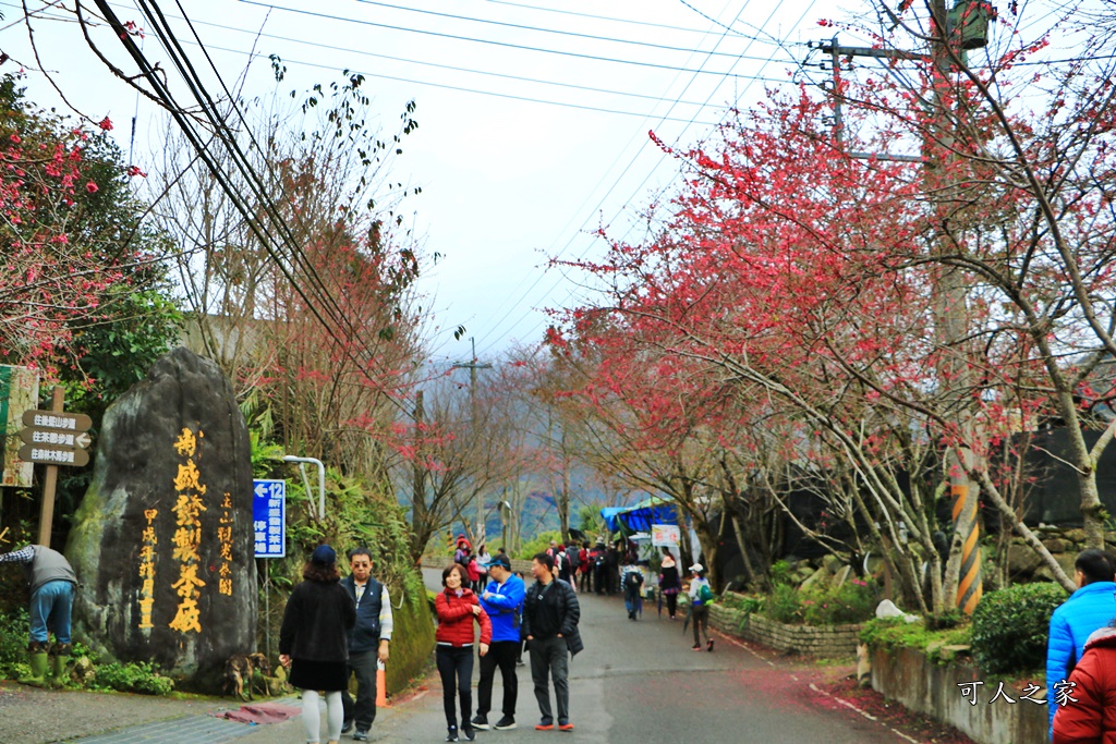 2019南投信義櫻花,2019草坪頭櫻花季,草坪頭櫻花季時間、接駁車