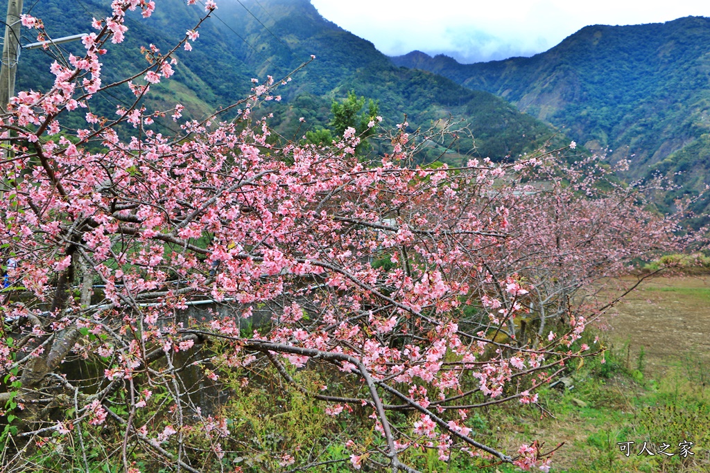 2019南投信義櫻花,2019草坪頭櫻花季,草坪頭櫻花季時間、接駁車