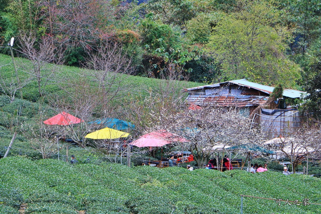 2019南投信義櫻花,2019草坪頭櫻花季,草坪頭櫻花季時間、接駁車