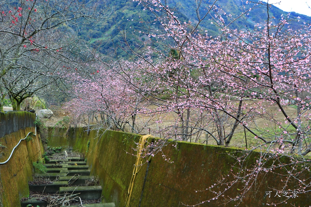 2019南投信義櫻花,2019草坪頭櫻花季,草坪頭櫻花季時間、接駁車