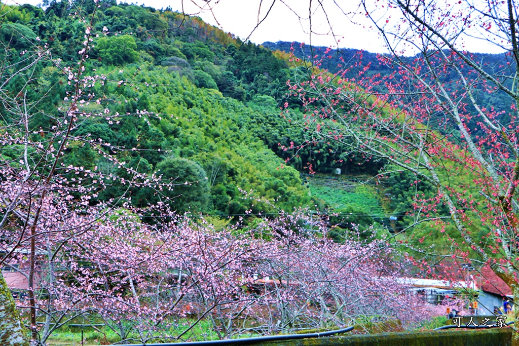 2019南投信義櫻花,2019草坪頭櫻花季,草坪頭櫻花季時間、接駁車