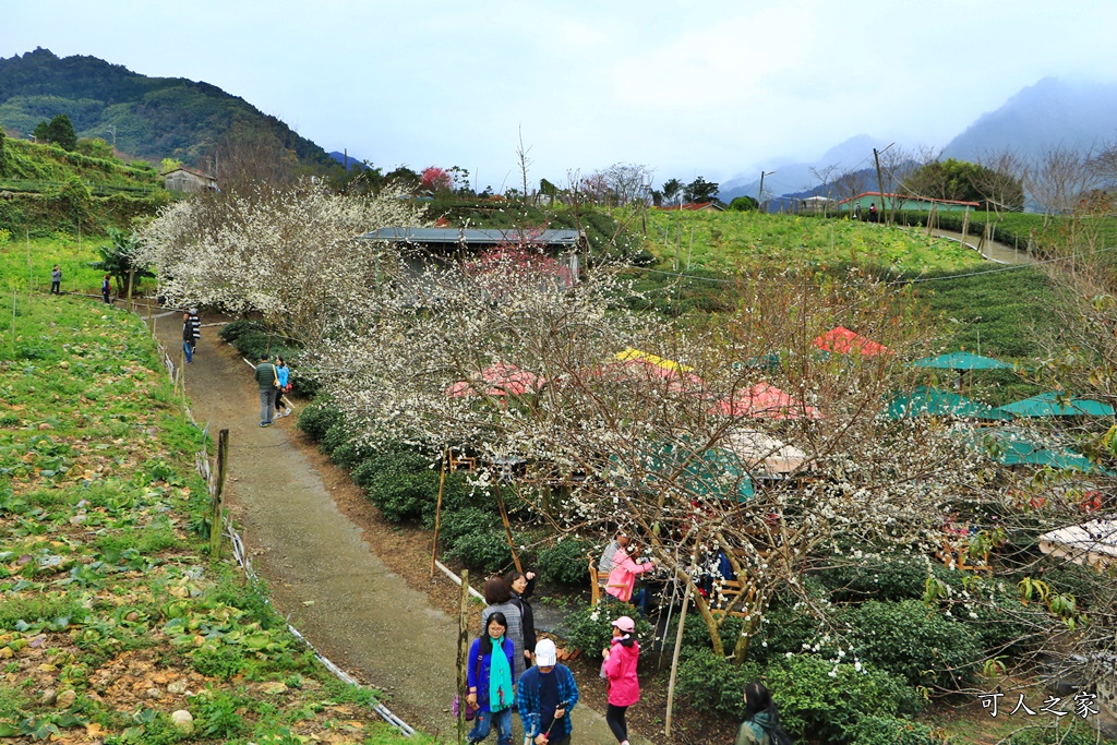 2019南投信義櫻花,2019草坪頭櫻花季,草坪頭櫻花季時間、接駁車