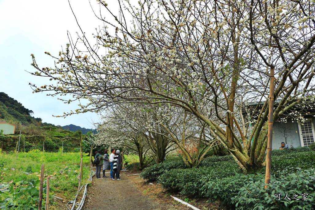 2019南投信義櫻花,2019草坪頭櫻花季,草坪頭櫻花季時間、接駁車