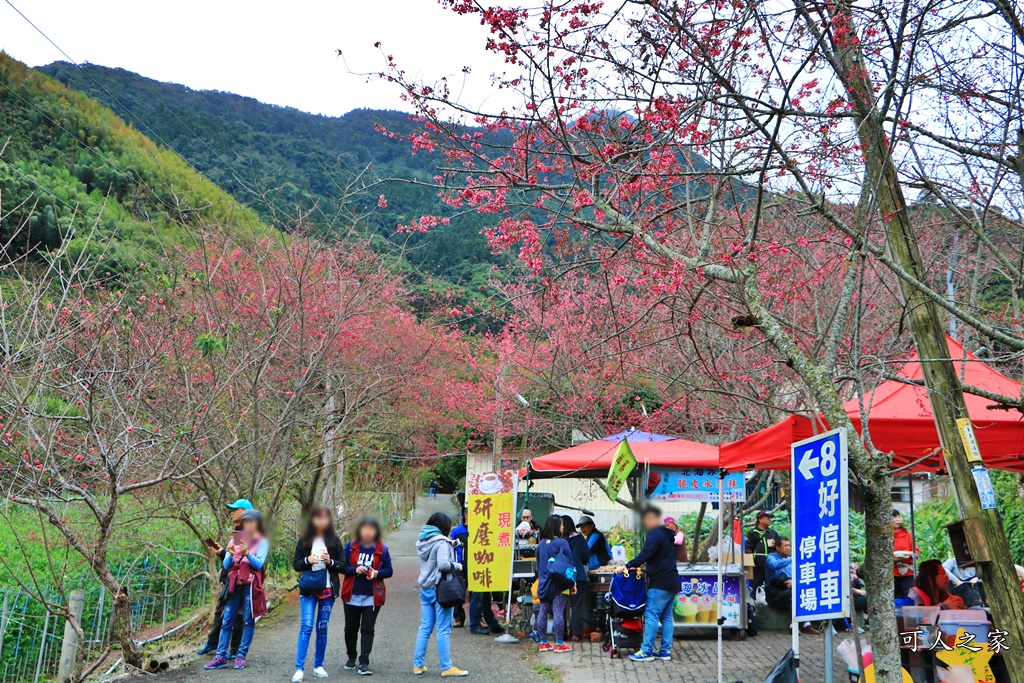 2019南投信義櫻花,2019草坪頭櫻花季,草坪頭櫻花季時間、接駁車