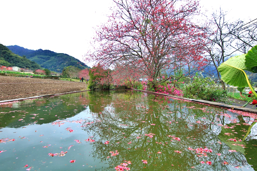 2019南投信義櫻花,2019草坪頭櫻花季,草坪頭櫻花季時間、接駁車