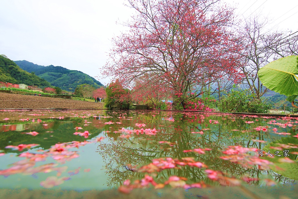 2019南投信義櫻花,2019草坪頭櫻花季,草坪頭櫻花季時間、接駁車 @可人之家