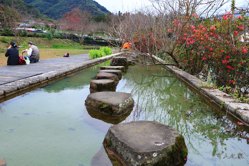 2019南投信義櫻花,2019草坪頭櫻花季,草坪頭櫻花季時間、接駁車