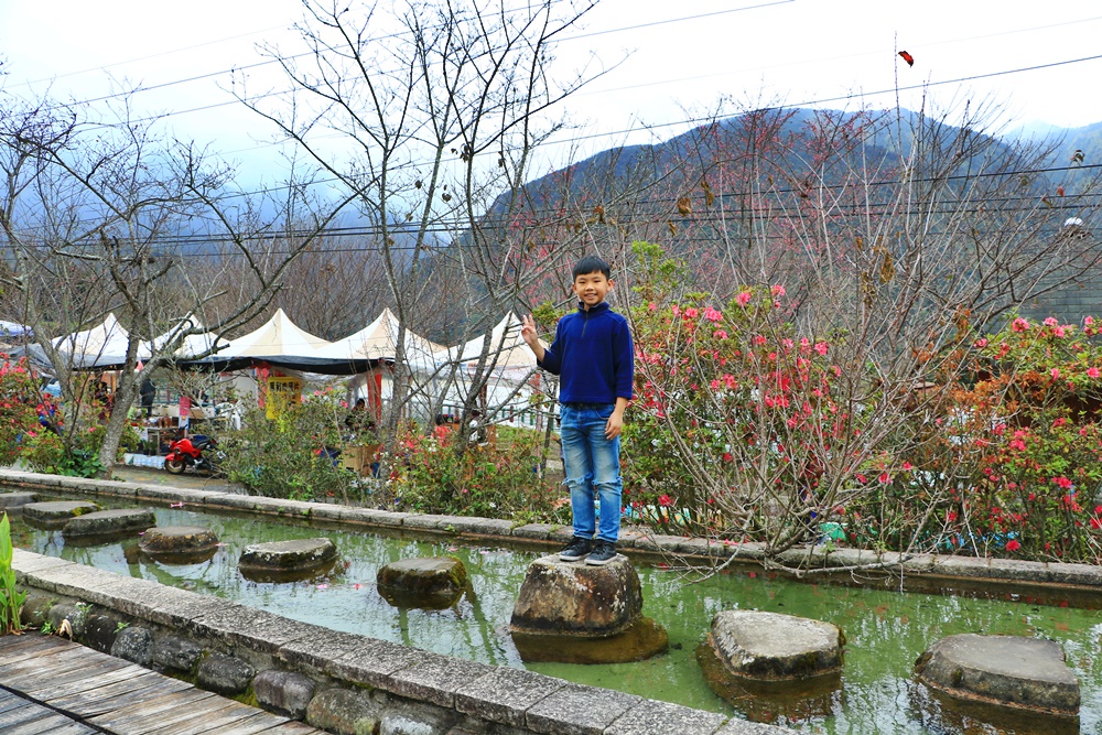 2019南投信義櫻花,2019草坪頭櫻花季,草坪頭櫻花季時間、接駁車