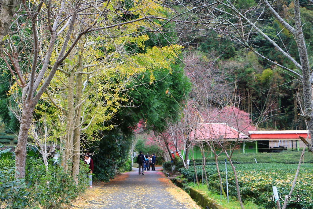 2019南投信義櫻花,2019草坪頭櫻花季,草坪頭櫻花季時間、接駁車