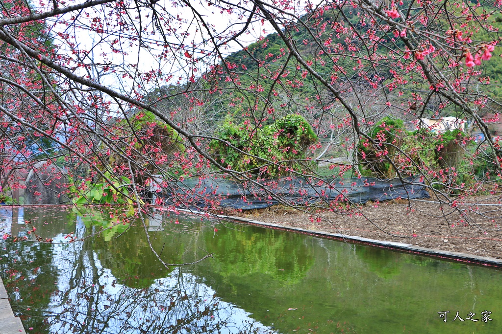 2019南投信義櫻花,2019草坪頭櫻花季,草坪頭櫻花季時間、接駁車