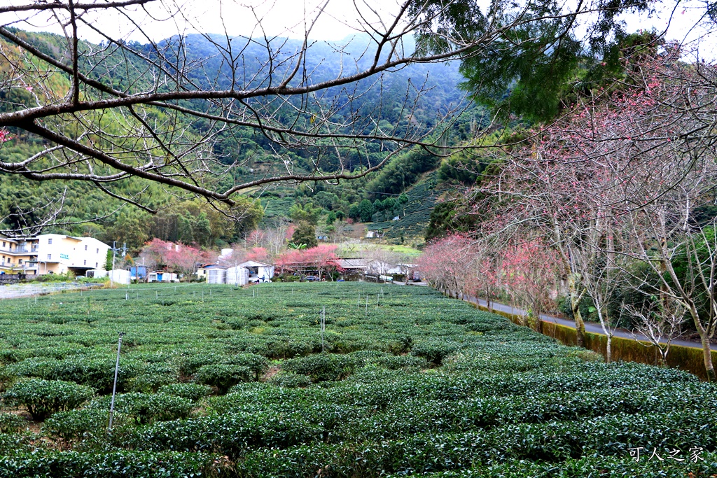 2019南投信義櫻花,2019草坪頭櫻花季,草坪頭櫻花季時間、接駁車