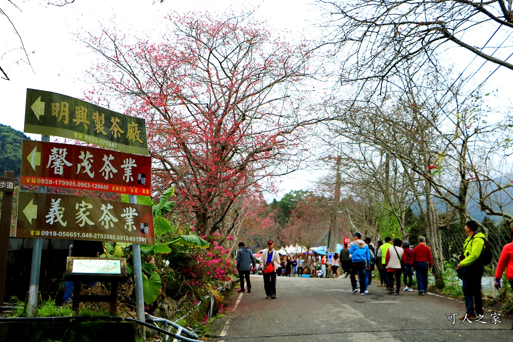 2019南投信義櫻花,2019草坪頭櫻花季,草坪頭櫻花季時間、接駁車