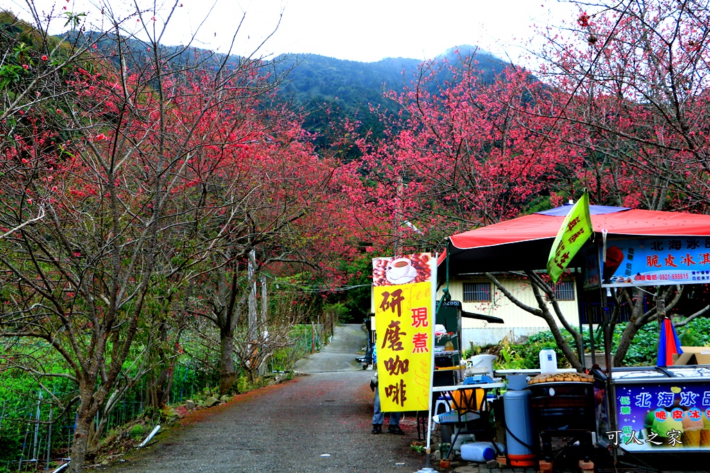 2019南投信義櫻花,2019草坪頭櫻花季,草坪頭櫻花季時間、接駁車