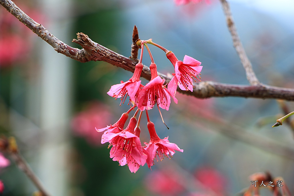 2019南投信義櫻花,2019草坪頭櫻花季,草坪頭櫻花季時間、接駁車