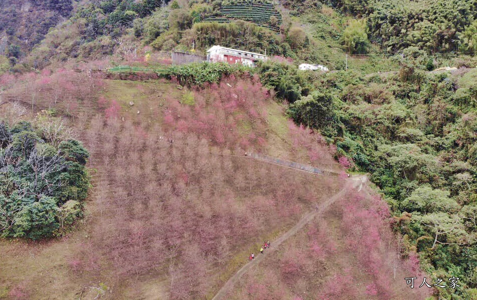 2甲地山櫻花,新中橫116K,望高茶園景觀餐廳,草坪頭櫻花,賞雲海