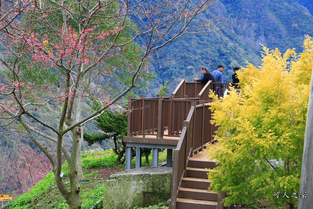 2甲地山櫻花,新中橫116K,望高茶園景觀餐廳,草坪頭櫻花,賞雲海