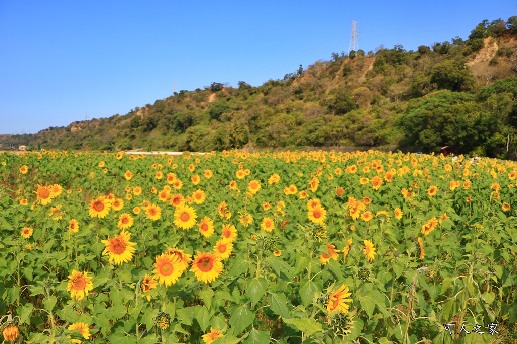 2019台中外埔花海