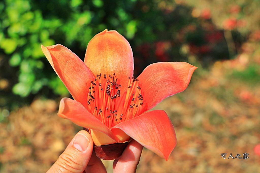 145縣道木棉花,2017年虎尾木棉花,木棉花最新花況,雲林虎尾