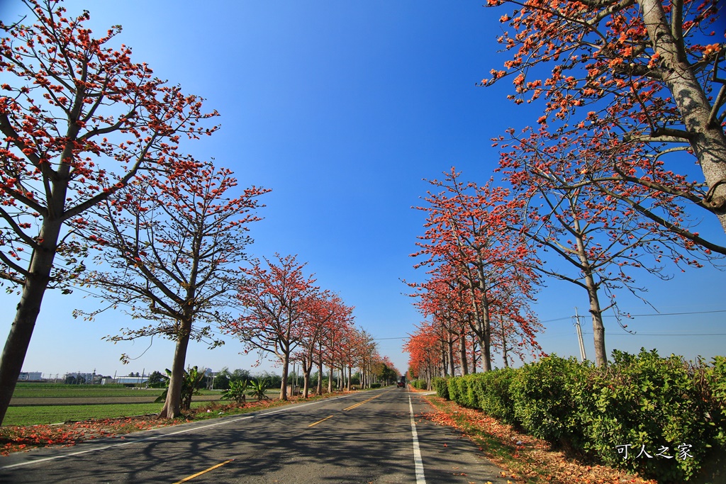 145縣道木棉花,2017年虎尾木棉花,木棉花最新花況,雲林虎尾