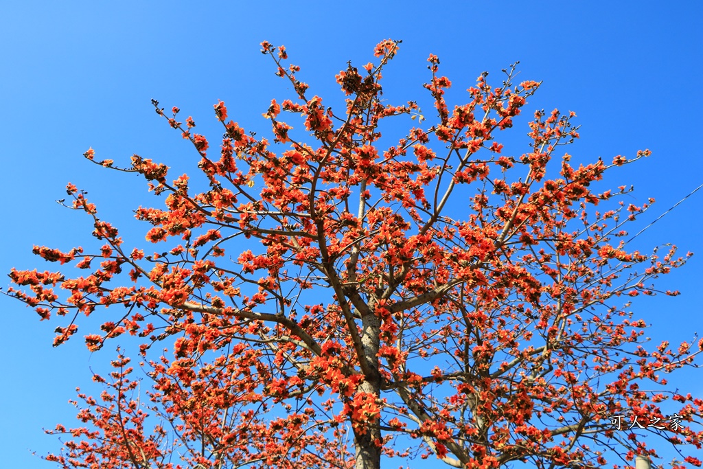 145縣道木棉花,2017年虎尾木棉花,木棉花最新花況,雲林虎尾