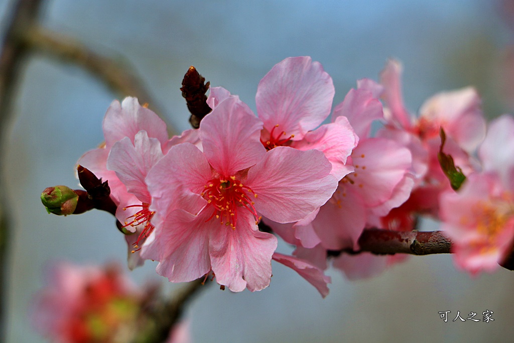 2019賞櫻,彰化櫻花盛開,彰化賞櫻,芬園花卉生產休憩園區2019