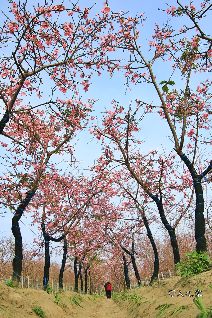 2019賞櫻,彰化櫻花盛開,彰化賞櫻,芬園花卉生產休憩園區2019