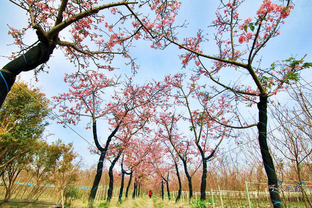 2019賞櫻,彰化櫻花盛開,彰化賞櫻,芬園花卉生產休憩園區2019