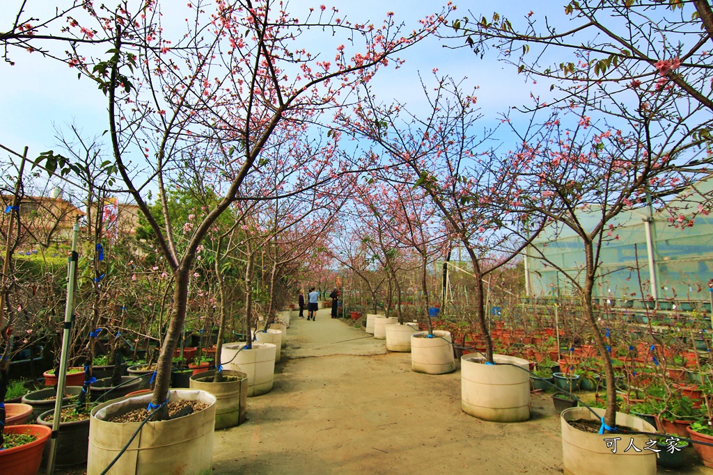 2019賞櫻,彰化櫻花盛開,彰化賞櫻,芬園花卉生產休憩園區2019