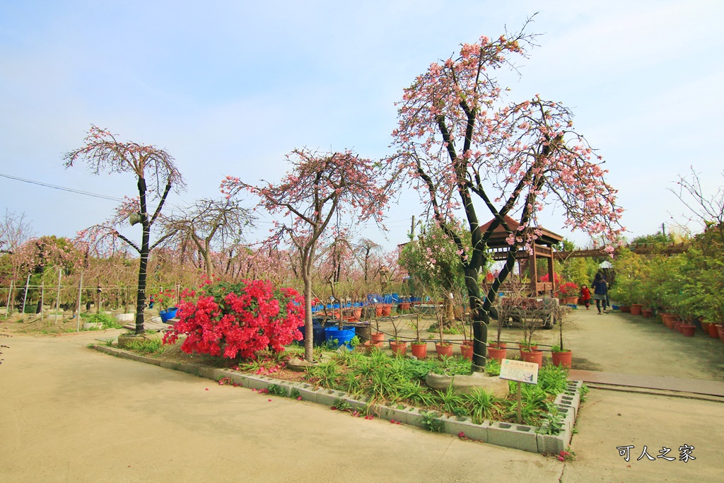 2019賞櫻,彰化櫻花盛開,彰化賞櫻,芬園花卉生產休憩園區2019