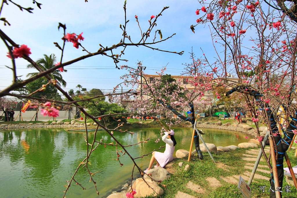 2019賞櫻,彰化櫻花盛開,彰化賞櫻,芬園花卉生產休憩園區2019