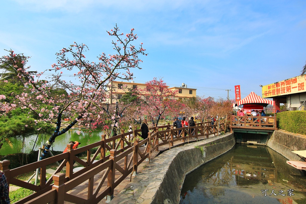 2019賞櫻,彰化櫻花盛開,彰化賞櫻,芬園花卉生產休憩園區2019