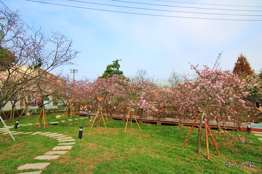 2019賞櫻,彰化櫻花盛開,彰化賞櫻,芬園花卉生產休憩園區2019