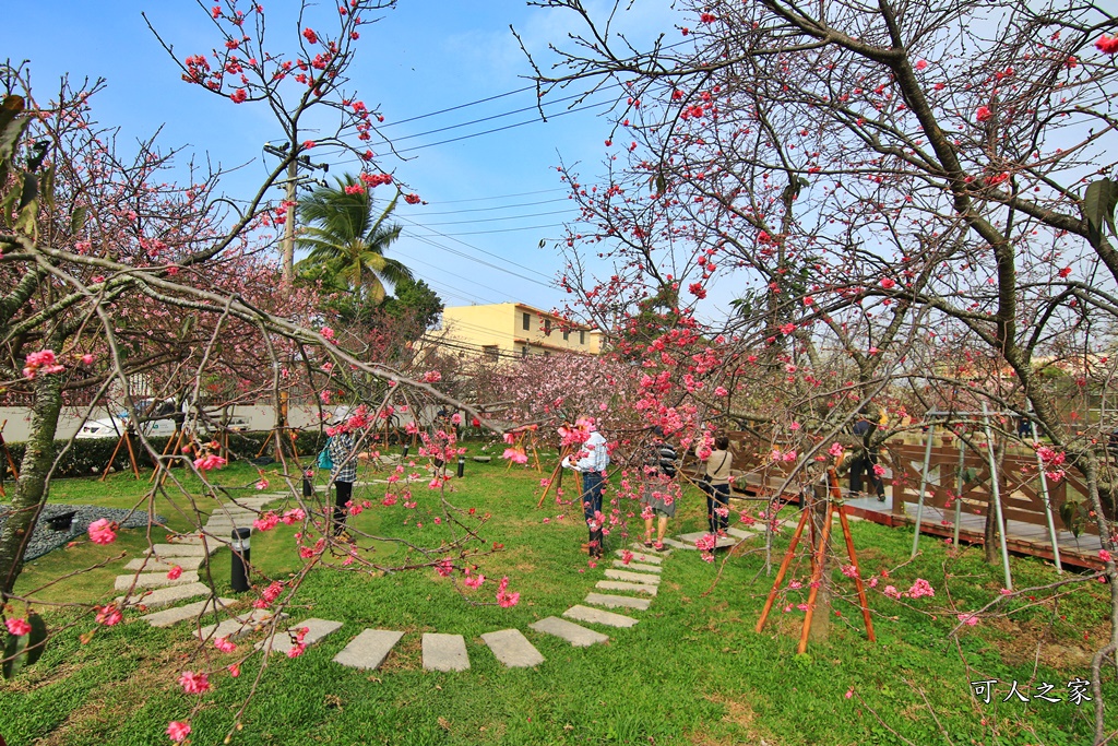 2019賞櫻,彰化櫻花盛開,彰化賞櫻,芬園花卉生產休憩園區2019