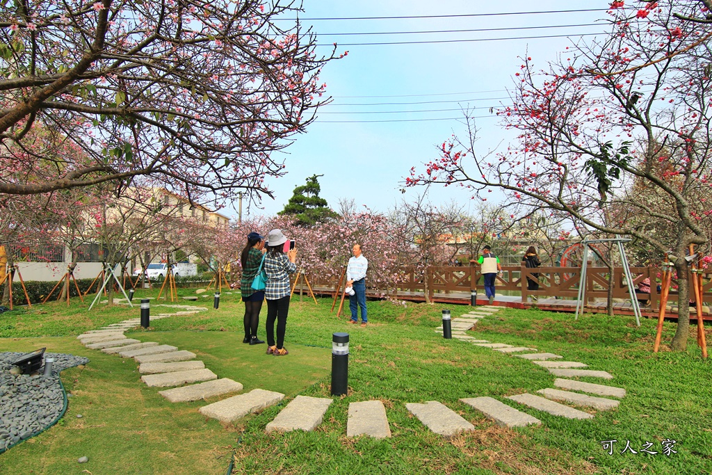 2019賞櫻,彰化櫻花盛開,彰化賞櫻,芬園花卉生產休憩園區2019