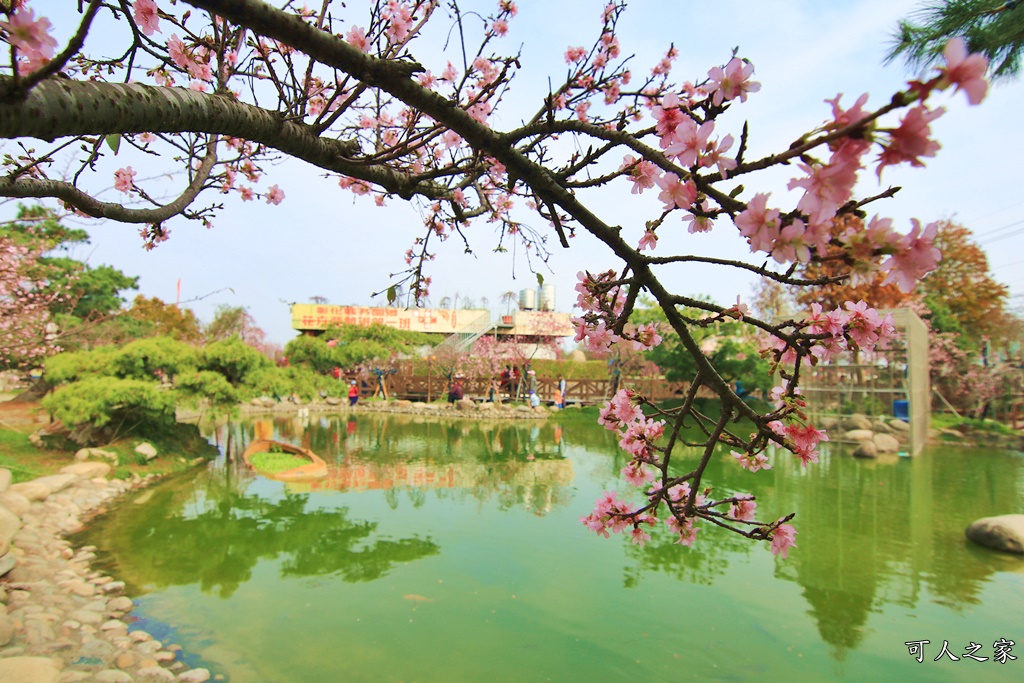 2019賞櫻,彰化櫻花盛開,彰化賞櫻,芬園花卉生產休憩園區2019