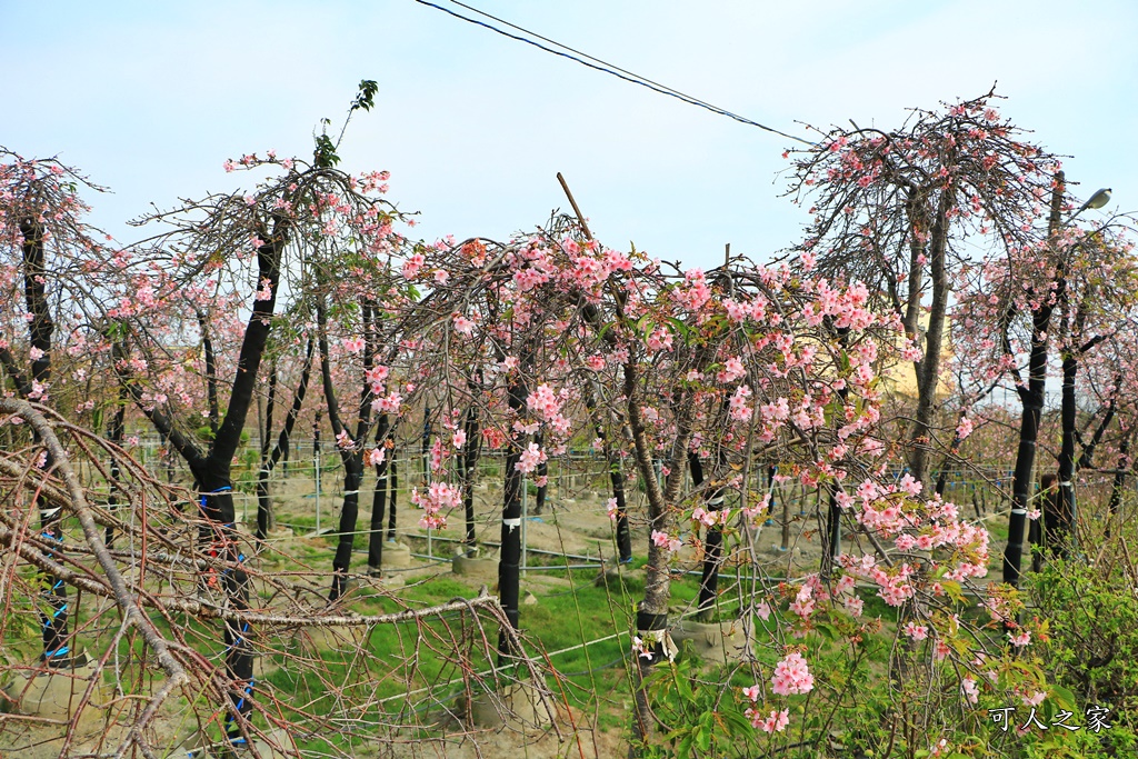 2019賞櫻,彰化櫻花盛開,彰化賞櫻,芬園花卉生產休憩園區2019