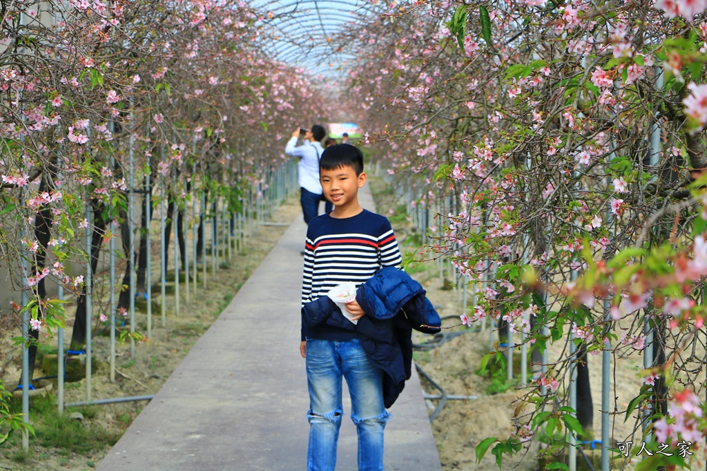 2019賞櫻,彰化櫻花盛開,彰化賞櫻,芬園花卉生產休憩園區2019